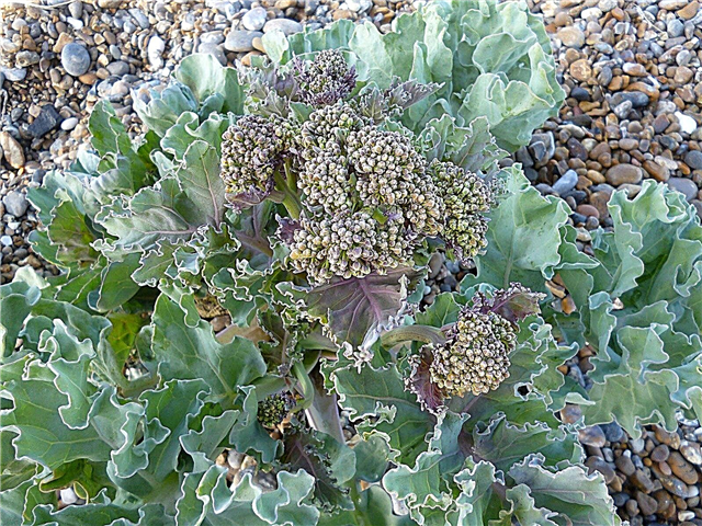 Sea Kale crescente: Aprenda sobre plantas de couve do mar no jardim