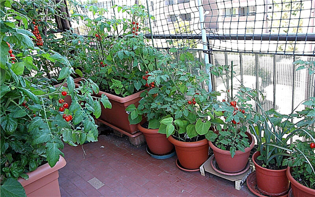 Plantes potagères de brousse: utilisation de légumes de brousse pour les jardins urbains