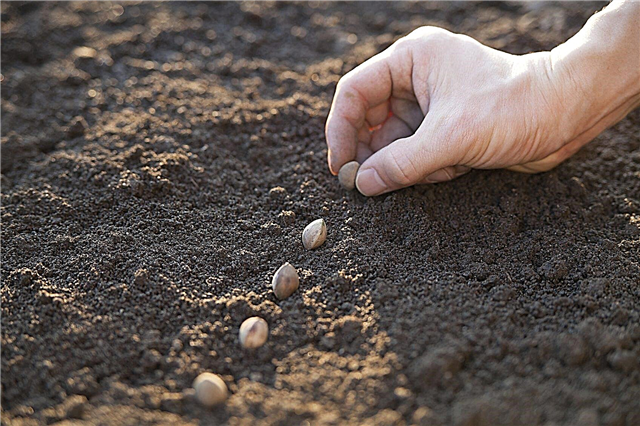 Plantando sementes fora - dicas sobre quando e como direcionar as sementes