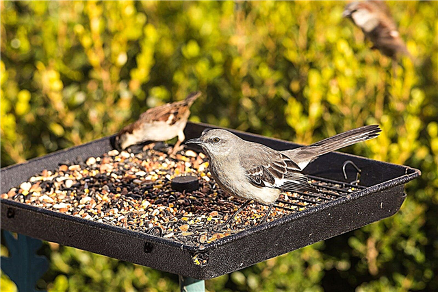 Misturas de sementes de pássaros selvagens - problemas com sementes de pássaros no jardim
