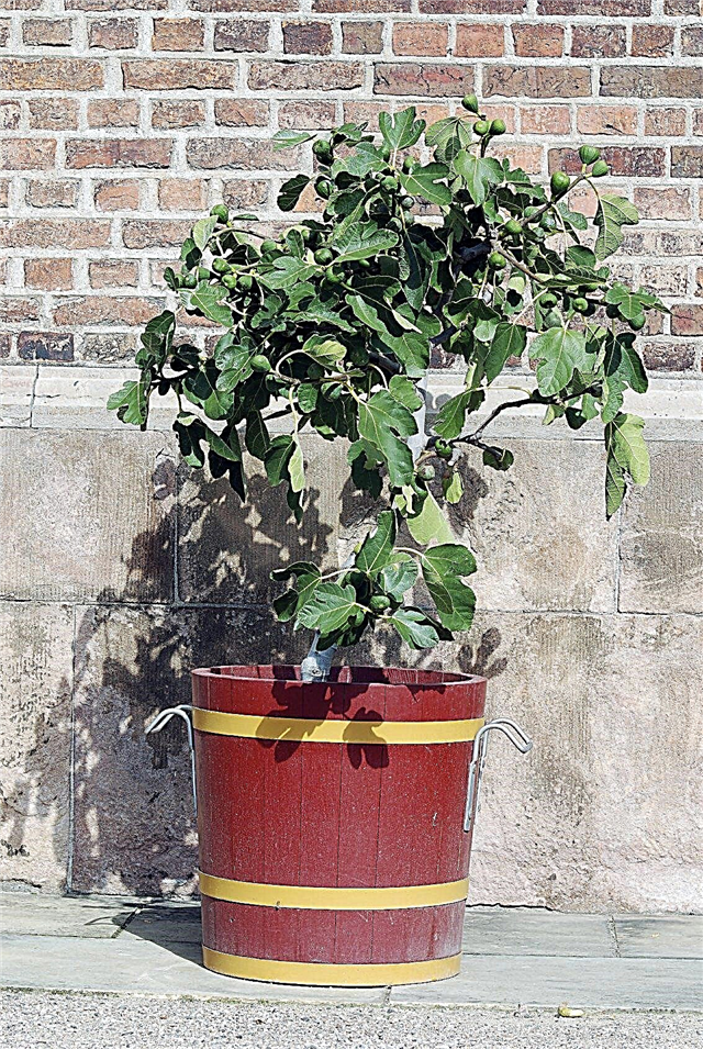 Plantation de figuiers en pot: conseils pour faire pousser des figues en pot