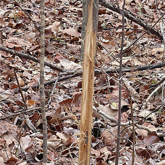 Corteza de árbol de frotamiento de ciervo: protección de árboles contra roces de ciervo