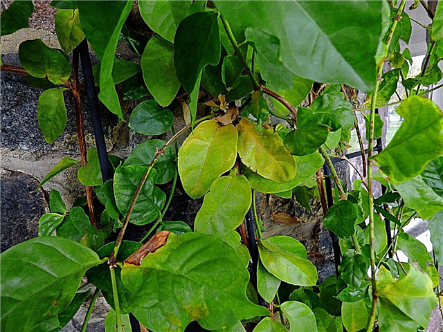황변 재스민 단풍 : 재스민 잎이 노랗게 변하는 이유