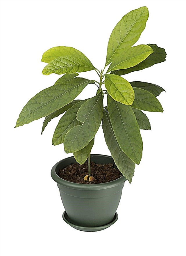 Avocado stueplantepleje - information om dyrkning af avocadoer i potter