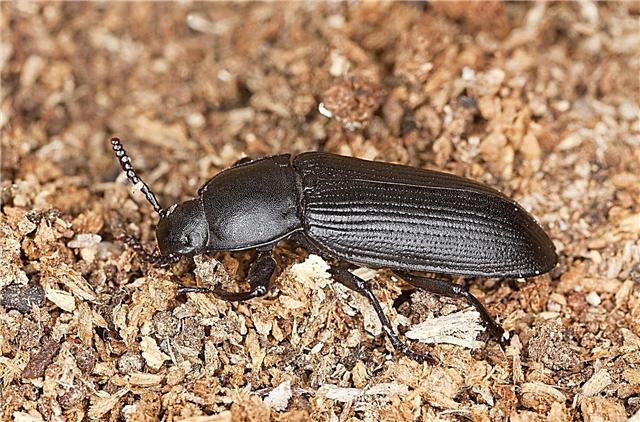Faits sur le Darkling Beetle - Conseils pour se débarrasser des Darkling Beetles