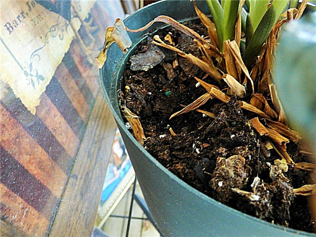 Huller i potteplanter: Hvorfor graver mus stueplanter