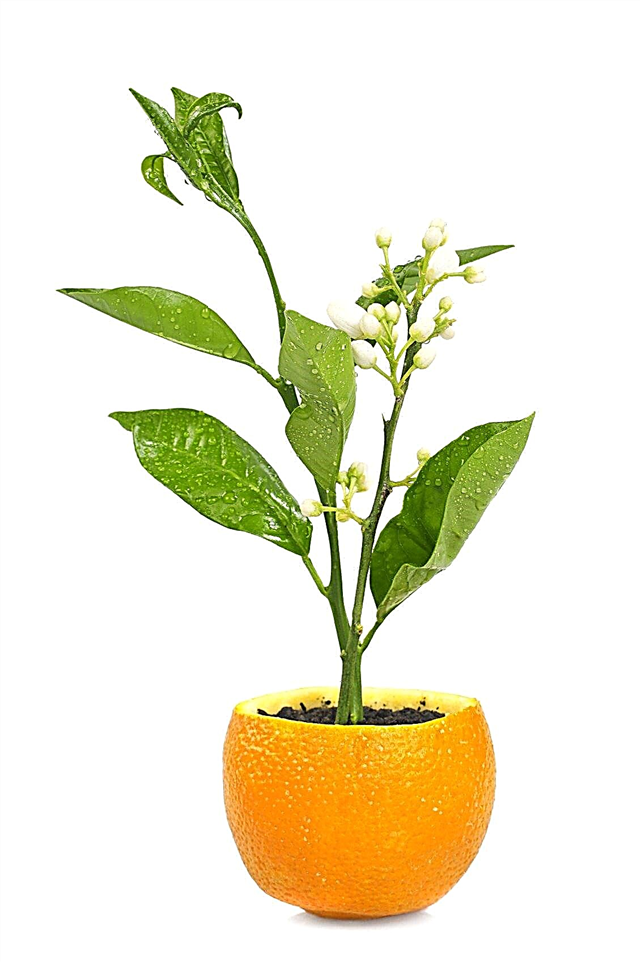 Magról nevelt növények a citrusfélékben: Hogyan lehet a citrusféléket kezdetként használni?
