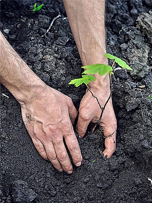 Informazioni sugli alberi di acero: consigli per piantare piantine di acero