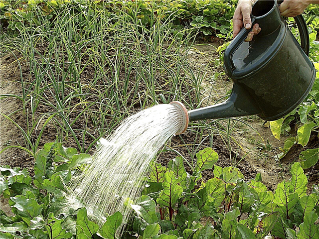 Bewässerungsplan für Rüben: So vermeiden Sie das Übergießen von Rüben