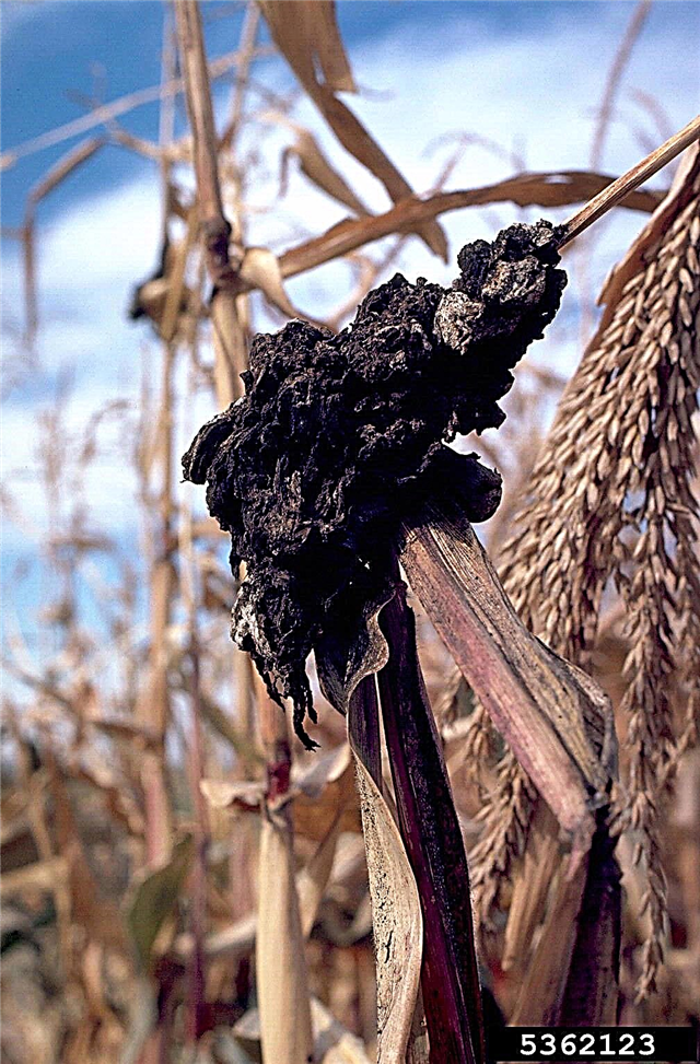 Plantas afetadas pelo smut - dicas para tratar o fungo smut preto