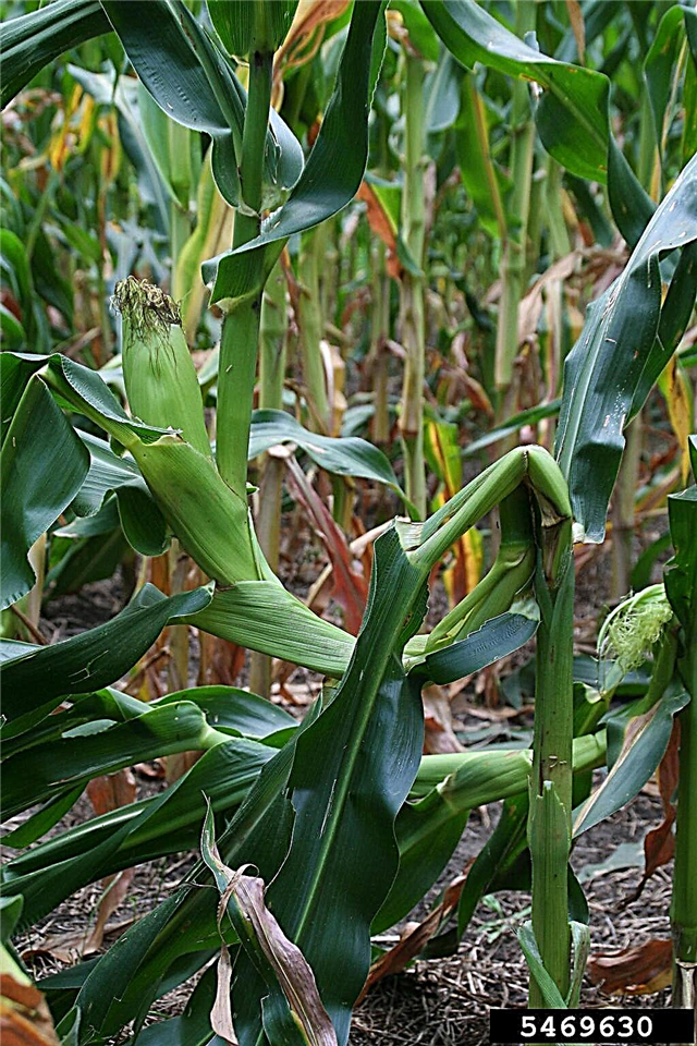 Kukurūzų apvirtimo tvirtinimas: ką daryti, kai kukurūzai aplenkti