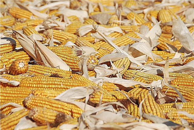 Ściółka z kolb kukurydzy: wskazówki dotyczące mulczowania kolbami kukurydzy