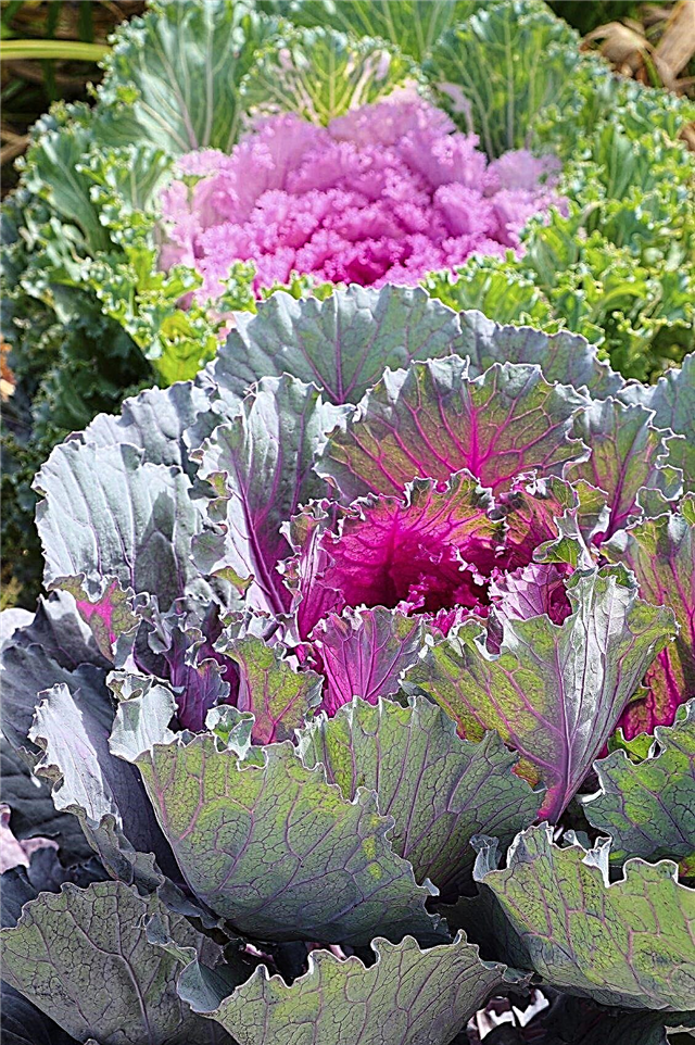 Cultiver des plantes à fleurs de chou frisé: Informations sur les soins à fleurs du chou frisé