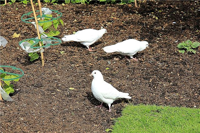 Protection des semis des oiseaux: comment empêcher les oiseaux de manger des semis
