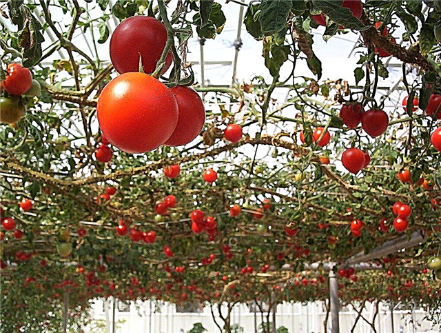 Viseća podrška za rajčice - kako nanizati biljke od povrća iznad glave
