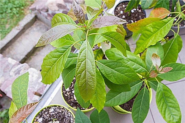 Резници от дърво на авокадо: Съвети за размножаване на авокадо чрез резници