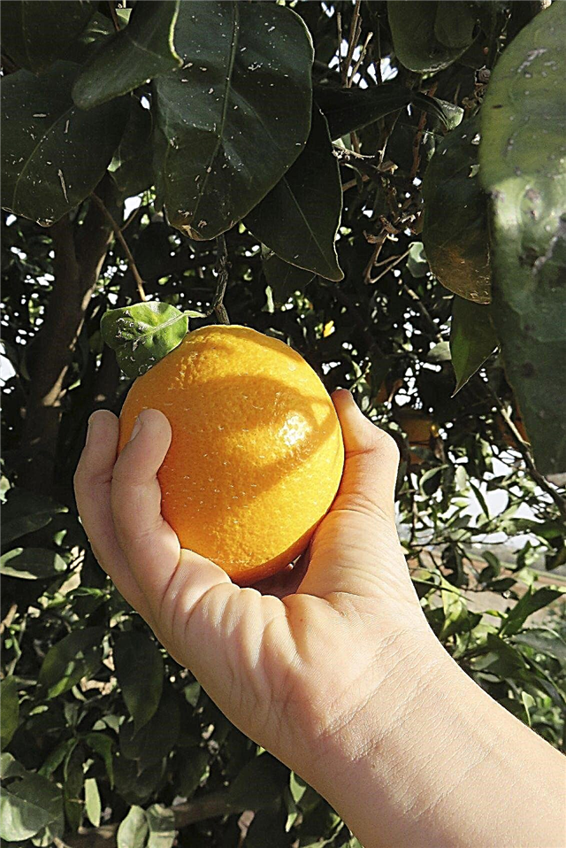 حصاد البرتقال: تعرف على وقت وكيفية اختيار البرتقال