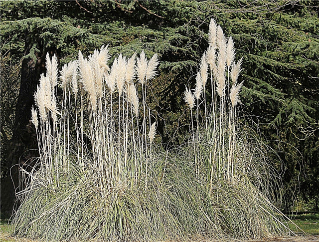 干ばつ耐性の装飾用草：干ばつに抵抗する装飾用草はありますか