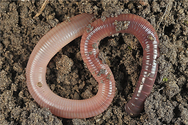 Worm Bin Escape: Impedindo Worms de escapar Vermicompost