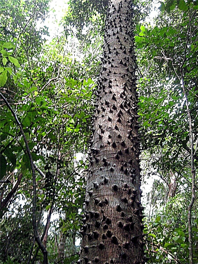 Wat is een sandbox-boom: informatie over sandbox-boom exploderende zaden
