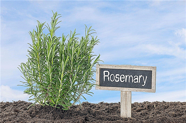 Ervas tolerantes à seca: Como cultivar ervas resistentes à seca