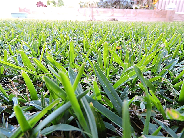 Grama tolerante à seca: Existe uma grama tolerante à seca para gramados
