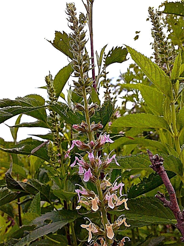 Wood Sage Wildflowers: Rosnące rośliny szałwii z kiełków