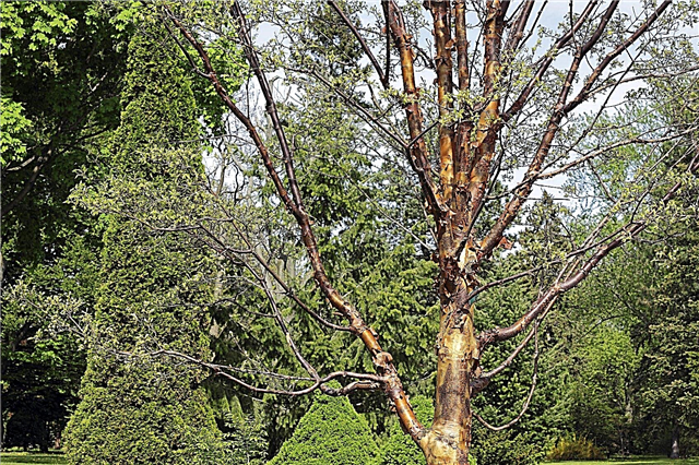 Menumbuhkan Pohon Toleran Kekeringan: Apa Pohon Toleran Kekeringan Terbaik