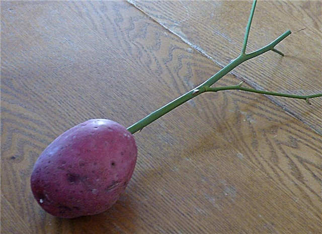 Rooting Rose μοσχεύματα: Μπορείτε να μεγαλώσετε μοσχεύματα τριαντάφυλλου σε μια πατάτα