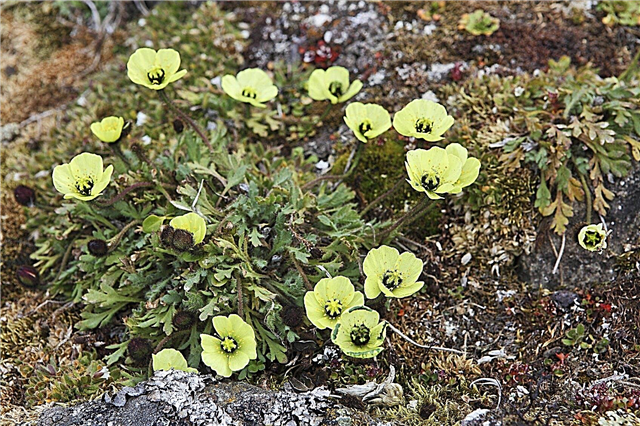 Tundra Havearbejdeinformation: Kan du dyrke planter i Tundraen