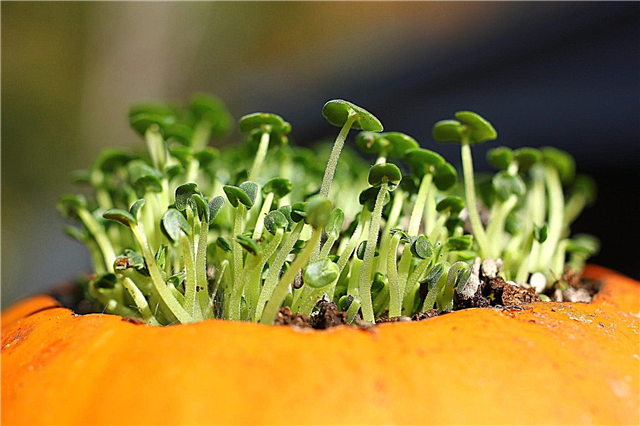 Hacer macetas de calabaza: cómo cultivar una planta en una calabaza