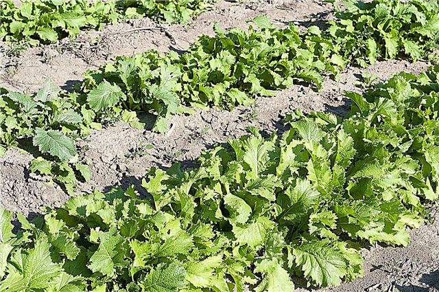 Tørkebestandige grøntsager: Dyrkning af tørretolerante grøntsager i haver