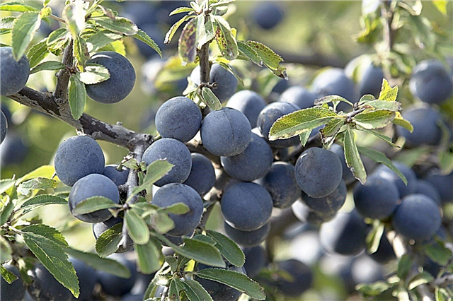 Prunus Spinosa Care: Dicas para o cultivo de uma árvore de Blackthorn