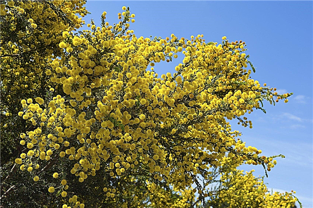 Acacia Tree Care: Information om Acacia Tree Types