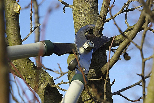 Obstbaumschnitt: Wie und wann Obstbäume beschneiden