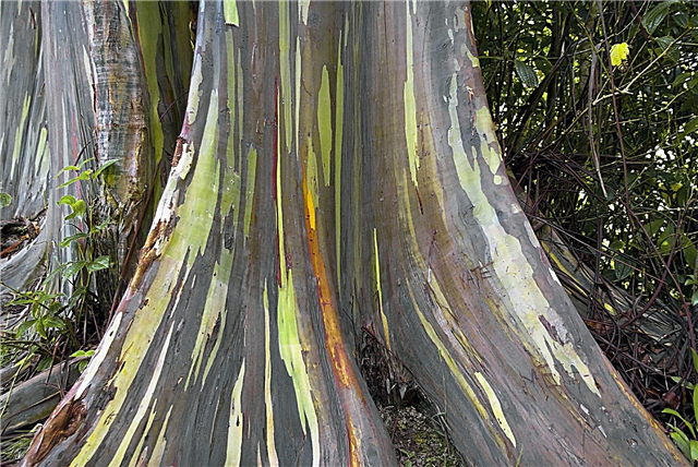Pouvez-vous faire pousser un arbre d'eucalyptus arc-en-ciel?