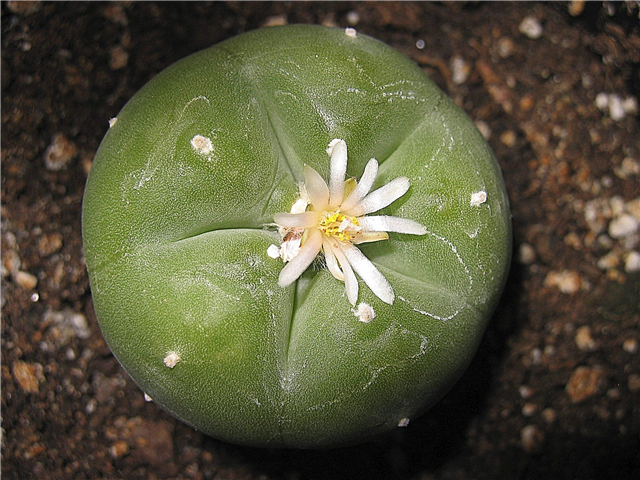 Información de la planta de peyote: lo que debe saber sobre el cultivo de cactus peyote