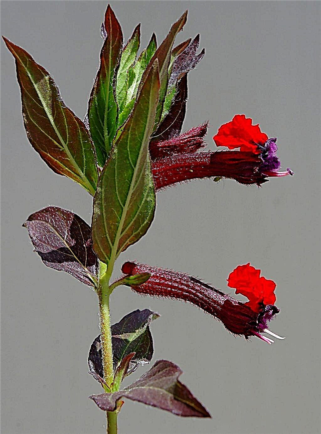 Informazioni sulla pianta di Cuphea: coltivazione e cura delle piante con la faccia da pipistrello