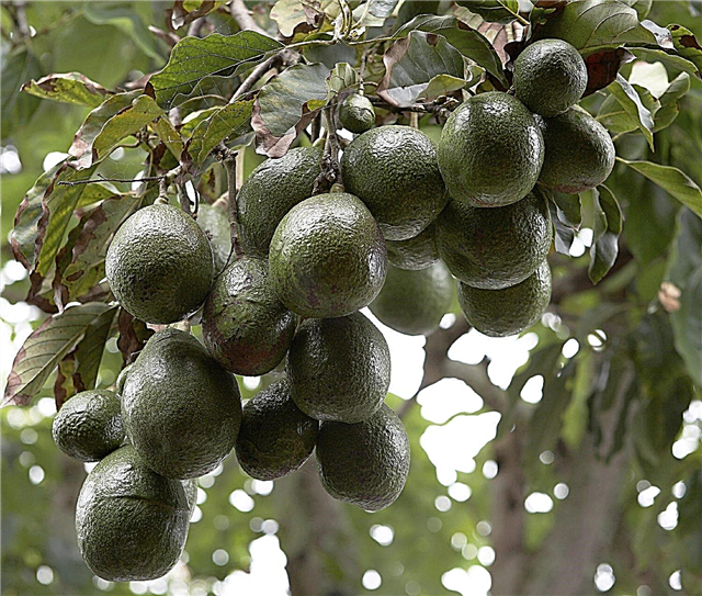Холодна толерантність авокадо: Дізнайтеся про морозостійкі дерева авокадо