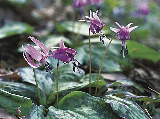 Growing Dogtooth Violets: Aprenda acerca de Dogtooth Violet Trout Lily