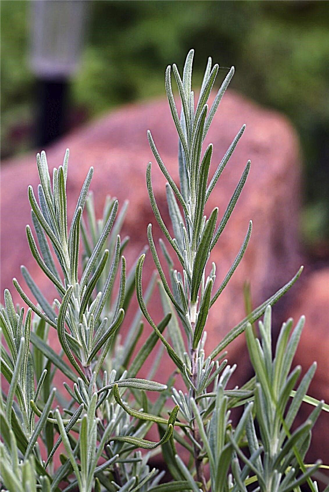 Lavenderin lisääntyminen: Vinkkejä lavenderin juurtumisen leikkaamiseen