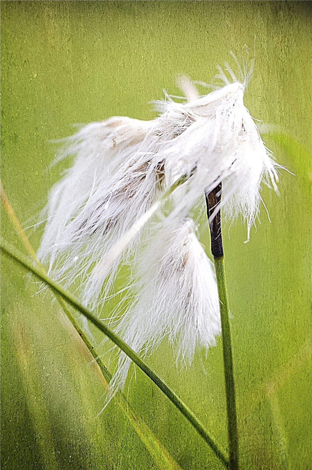 Informação da grama de algodão - fatos sobre a grama de algodão na paisagem