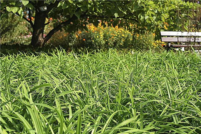 Sedge Lawn Póttag: Tippek a natív gyeppázsit növekedéséhez