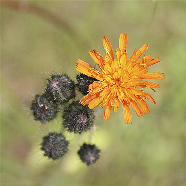 Co je Pilosella Fox and Cubs: Fakta o Fox a Cubs Wildflowers
