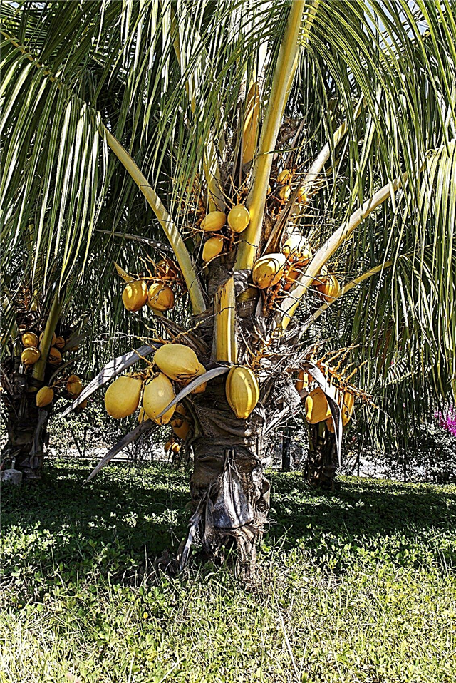 Bemesting van kokospalmen: hoe en wanneer om kokospalmen te bemesten