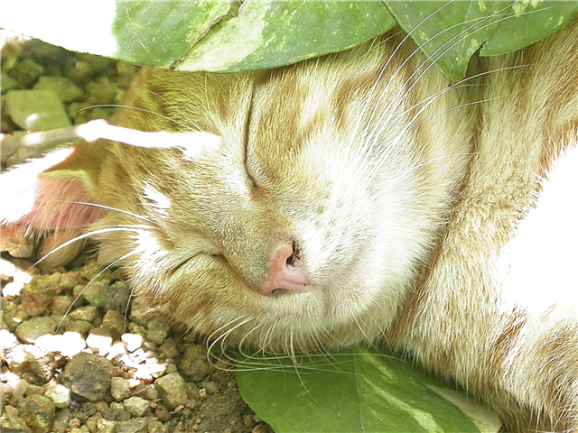 Kattevennlige hageideer: Tips for å lage en kattevennlig hage
