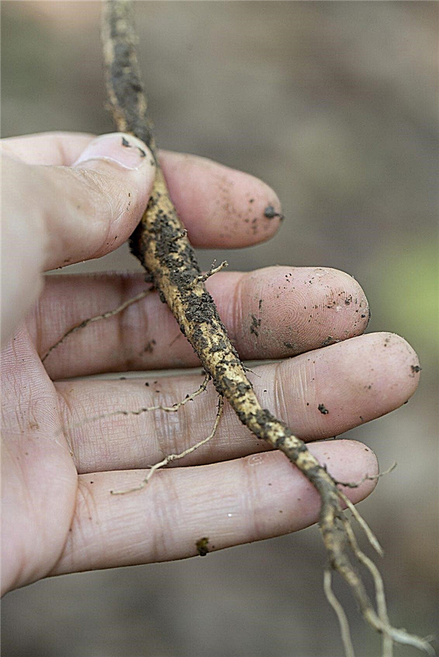 Wat zijn wortelstekken: informatie over het nemen van stekken uit wortelgroei