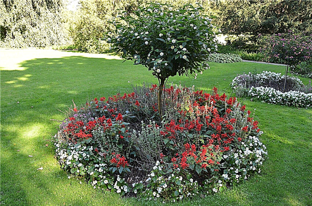 Ring Garden Design - kertek ültetése a fák és cserjék körül