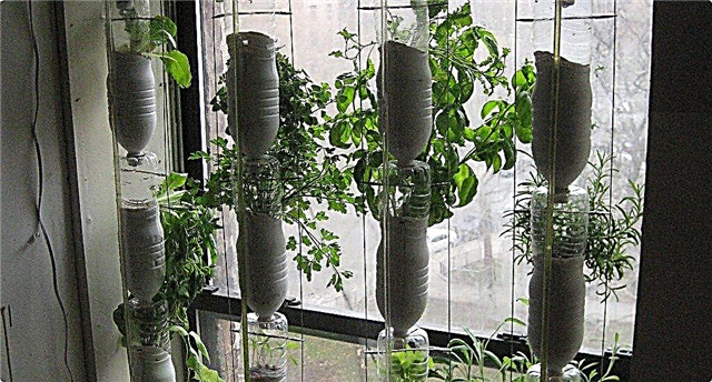 Cuidar de ervas hidropônicas - dicas sobre como cultivar uma fazenda de janelas hidropônicas