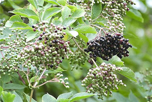 Phân bón Elderberry Thông tin: Khi nào và Cách bón phân cho cây Elderberry